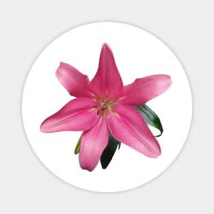 Pink lily Magnet